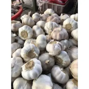 Tỏi tầu tép to