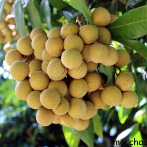 Nhãn