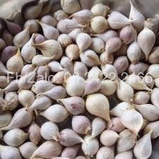 Tỏi Lý Sơn