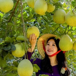 Bưởi đoan hùng