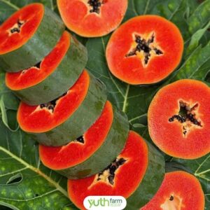 Đu đủ ruột đỏ