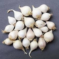 Tỏi cô đơn