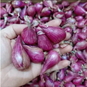 Hành tím khô, hành đỏ Lý Sơn
