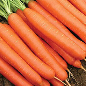 Cà rốt giống Hà Lan