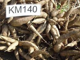 Sắn KM140